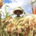 Kementan Tegaskan: Jagung Aman, Peternak Harus Terlindungi