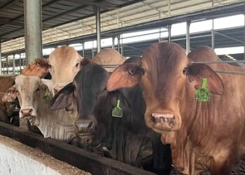 Pastikan Stok Hewan Kurban Aman, Kementan-Kemenkes Perkuat Pengawasan Hewan Kurban