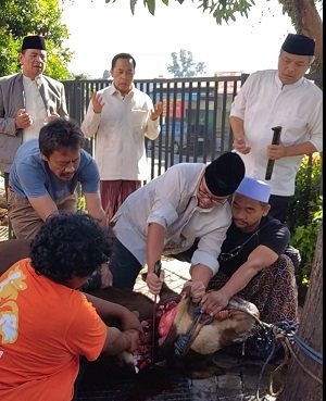 Enam Tahun Menyembelih Kurban Sendiri, Pilar Saga Ichsan: Ada Doa yang Ingin Saya Sampaikan Langsung